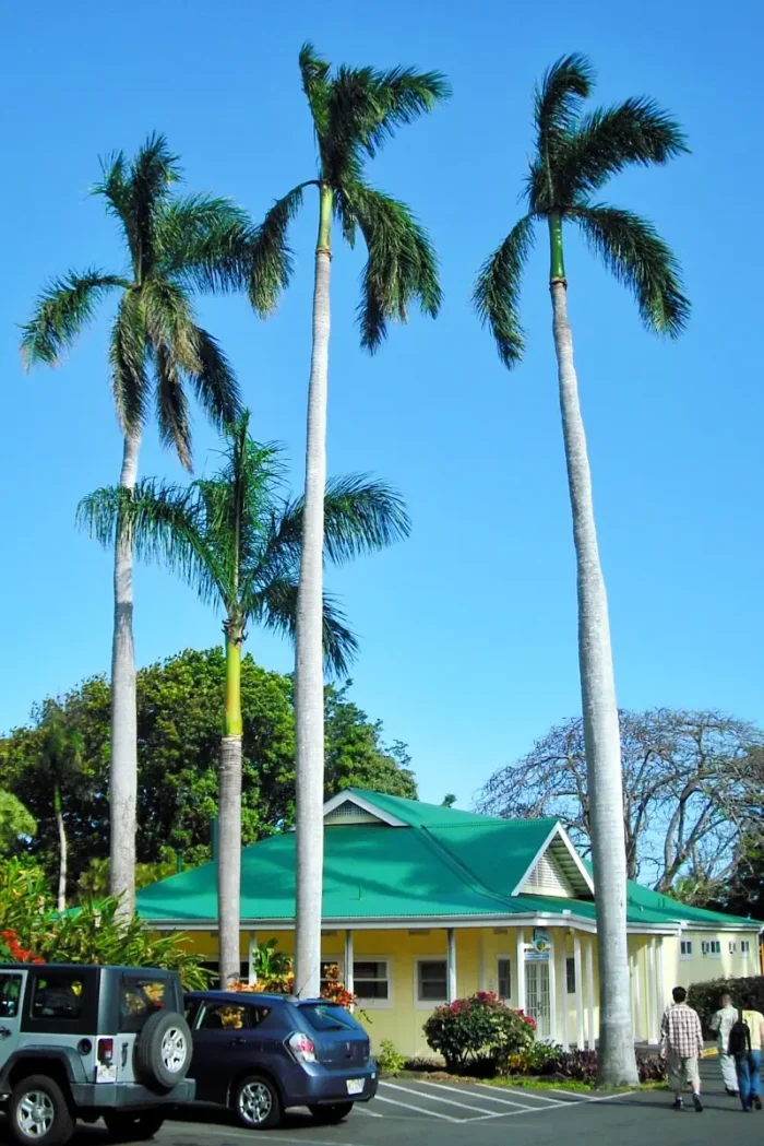 プナルウ・ベイクショップ