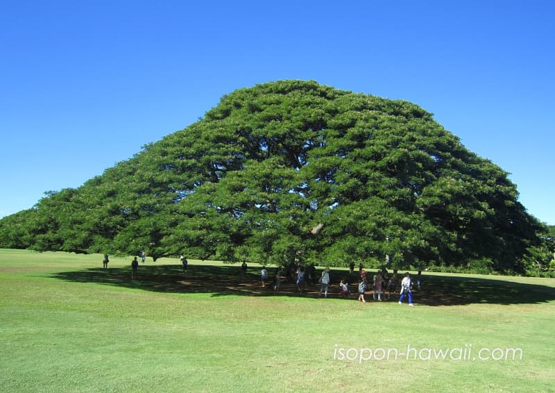 モアナルア・ガーデン 日立の樹