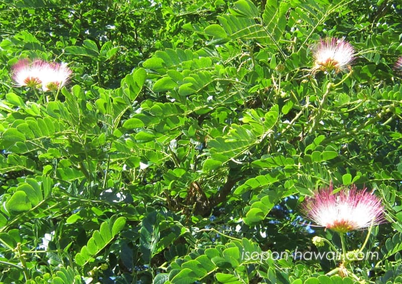 日立の樹に咲いた花