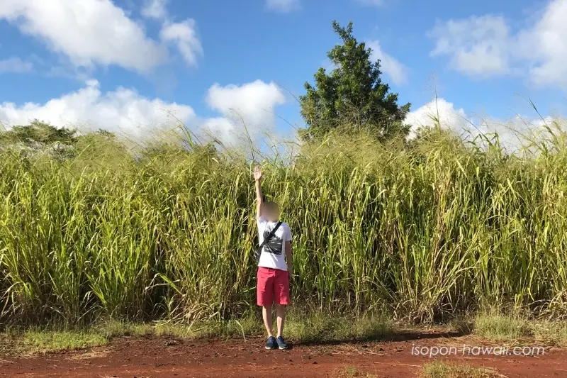 クカニロコ・バースストーンへの道の脇で茂っていた植物