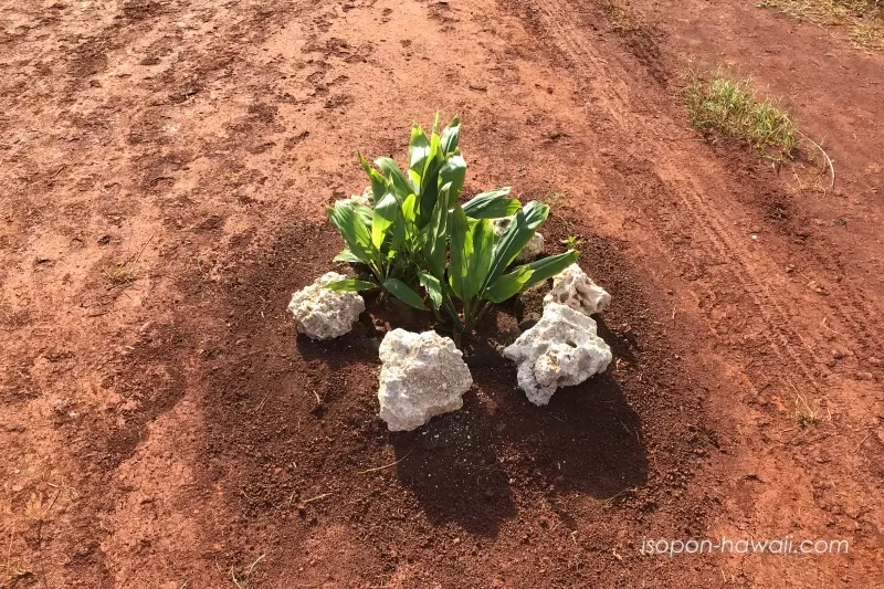 クカニロコ・バースストーンの道の途中にあった植物 石で囲って守っている