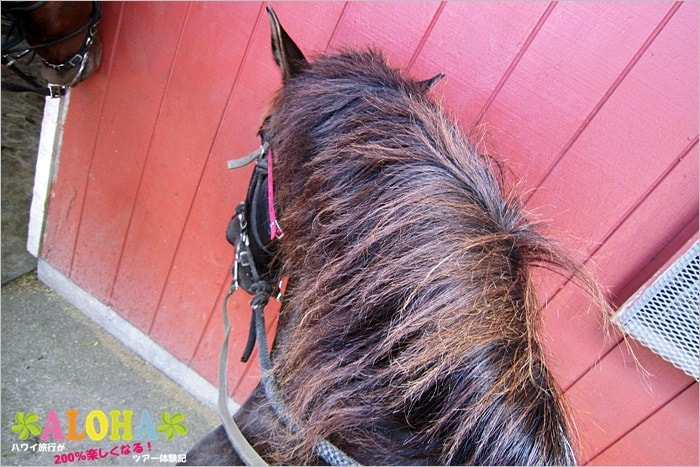 クアロア・ランチで乗馬体験。いそぽんの馬のたてがみ