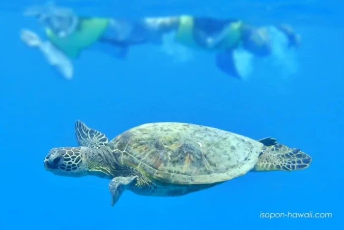 ハナウマ湾シュノーケルツアーでやってきたウミガメ
