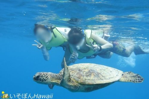 ウミガメと一緒に泳いでいる写真