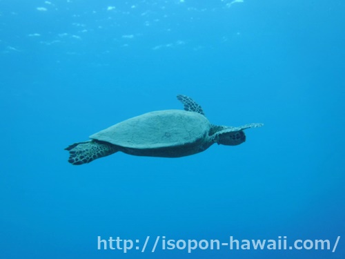 hanauma20