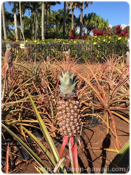 dole_pineapple