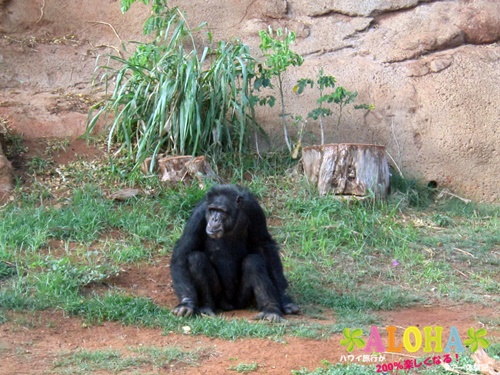 ホノルル動物園内24チンパンジー画像