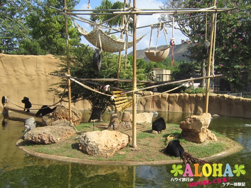 ホノルル動物園内8フクロテナガザル画像