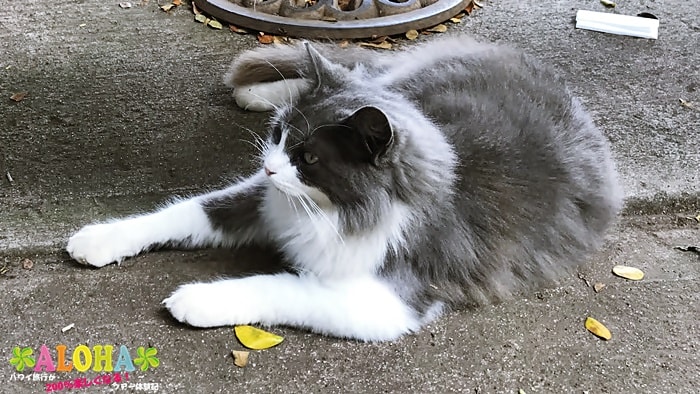 野良猫