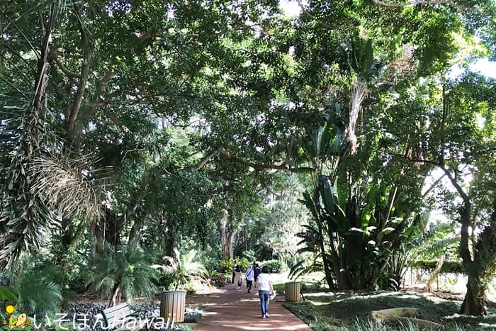 ワヒアワ植物園の園内