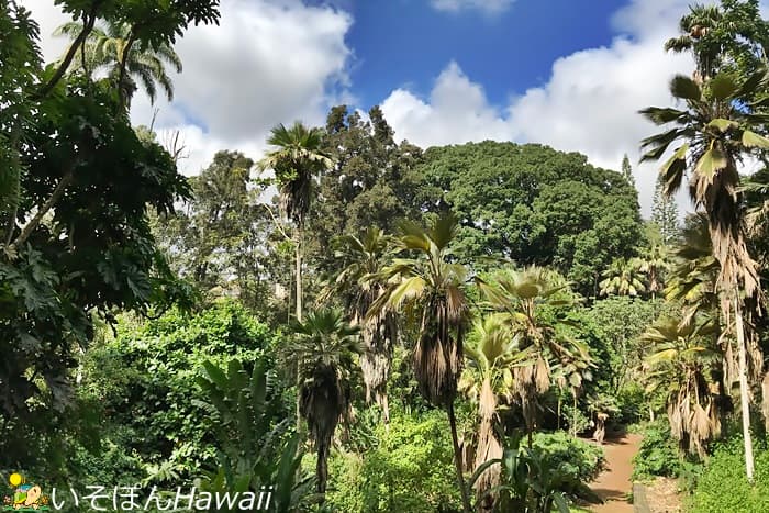 ワヒアワ植物園の熱帯植物
