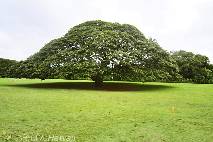 モアナルア・ガーデンの日立の樹