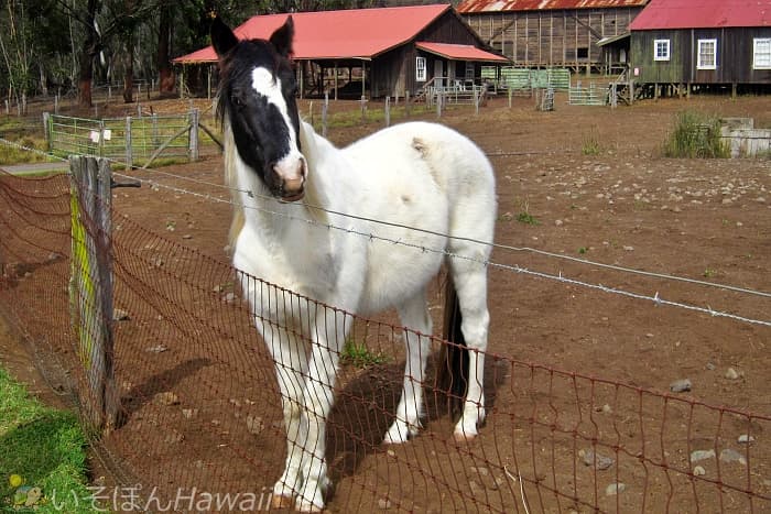 ハワイ島スズキ牧場 馬が寄ってきた