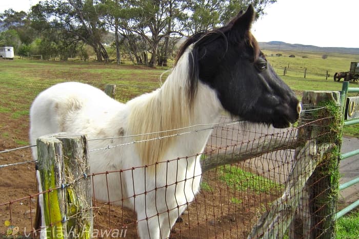 ハワイ島スズキ牧場 おとなしく目の前にいる人懐っこい馬