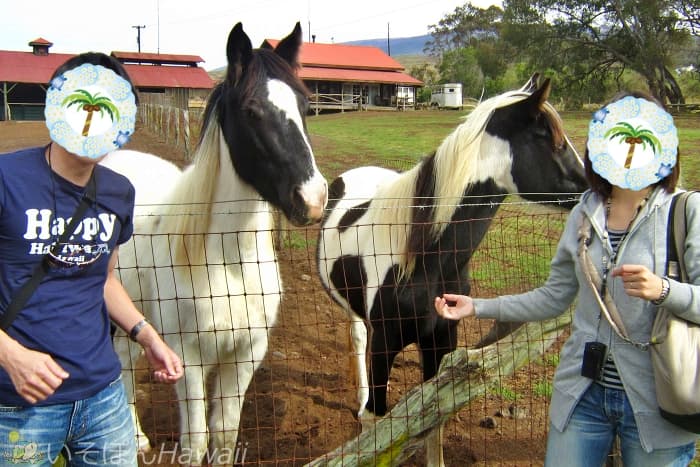 ハワイ島スズキ牧場 2頭の馬と記念撮影