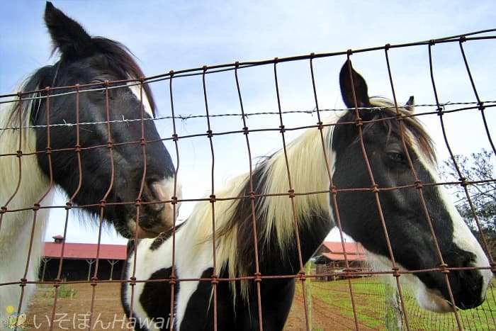 ハワイ島スズキ牧場 人懐こい2頭の馬