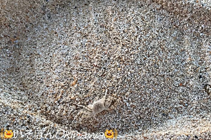 タイガービーチで見つけた小さなカニ