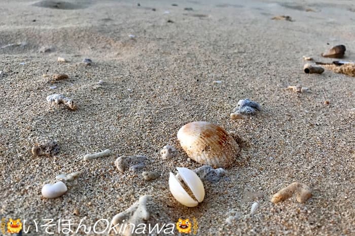 タイガービーチで見つけた貝殻
