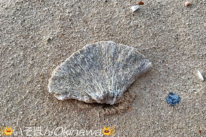 貝殻のようなサンゴ