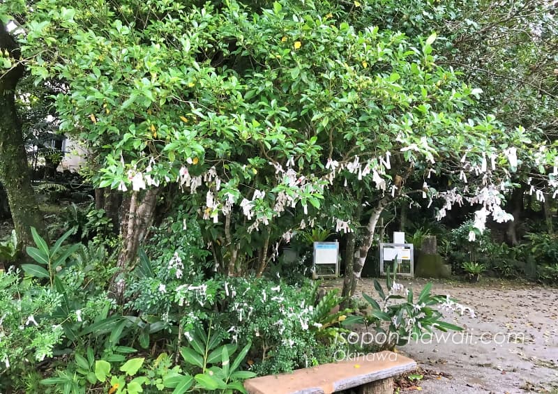 金武観音寺の中庭におみくじが結ばれている