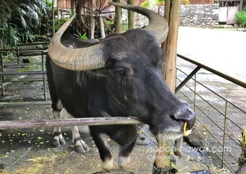 琉球村の水牛