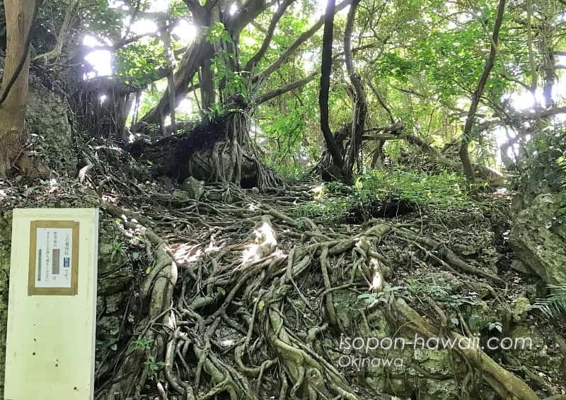 琉球石灰岩を覆い尽くす木の根