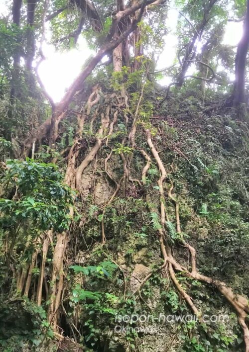 斎場御嶽の参道に立つ根がむき出しの木