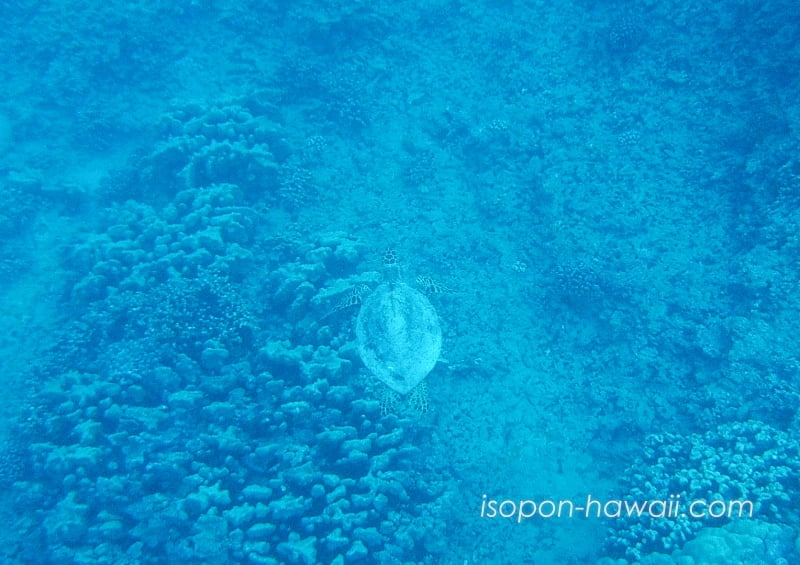 ハナウマ湾の海底を悠々と泳ぐウミガメ