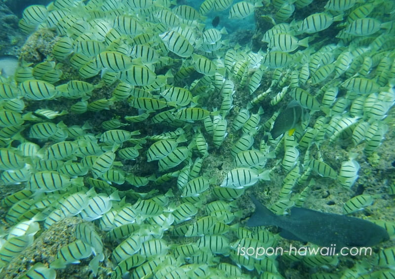 ハナウマ湾の海底を泳ぐ熱帯魚の群れ