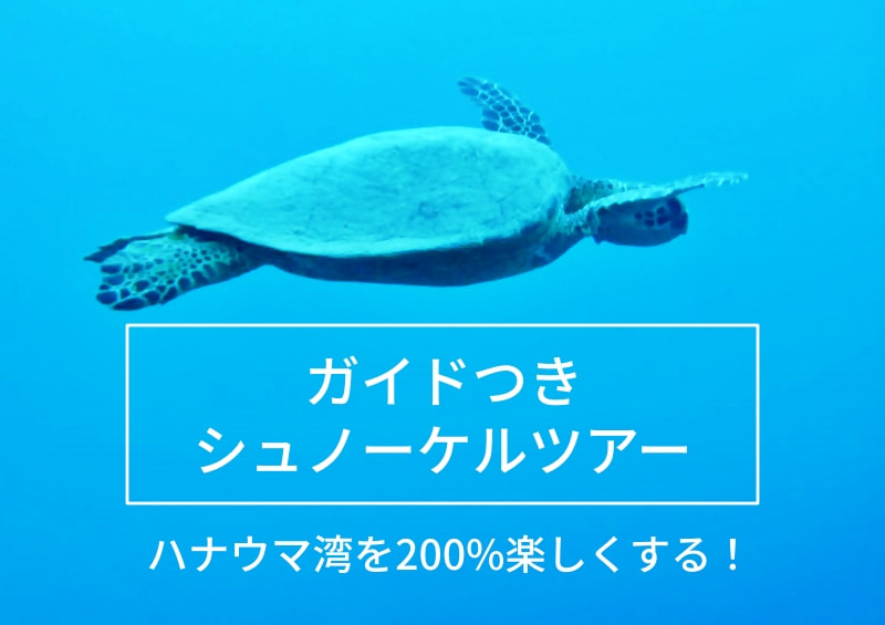 海亀が優雅に泳いでいる。ガイドつきシュノーケルツアー ハナウマ湾を200%楽しくする！
