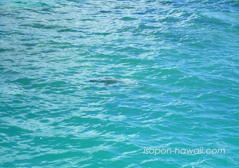クアロア・ランチ「オーシャンボヤージツアー」
ウミガメの甲羅が見えている