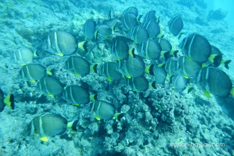 ハナウマ湾 魚群スポット