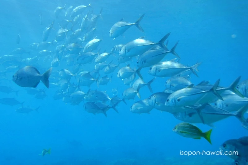 ハナウマ湾 魚群スポット