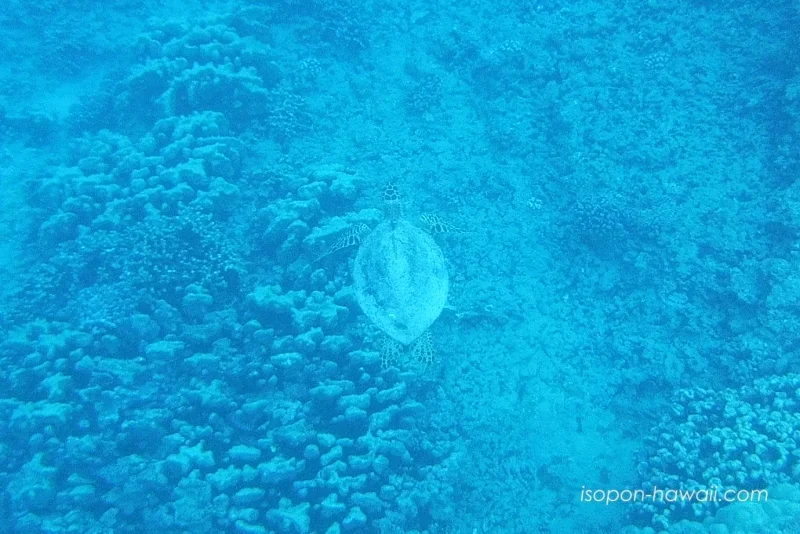 ハナウマ湾のシュノーケリング中に見たウミガメ 海底近くを泳いでいる