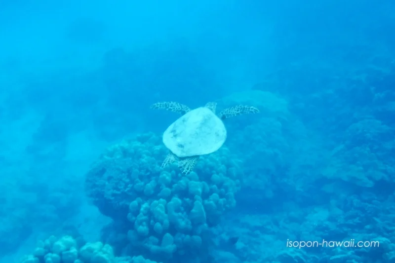ハナウマ湾のシュノーケリング中に見たウミガメ 海底近くを泳いでいる