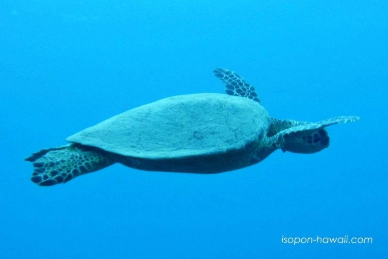 近寄ってきたウミガメ