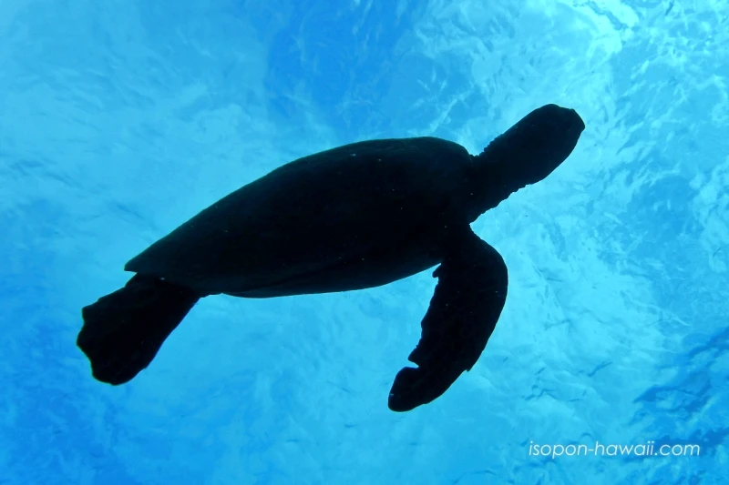 幻想的なウミガメのシルエット