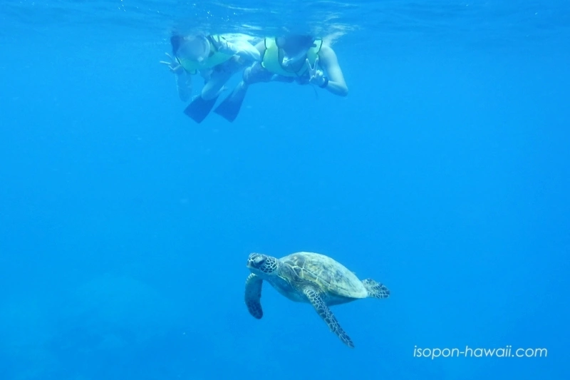 ハナウマ湾シュノーケルツアー 少しずつ近づいてくるウミガメ