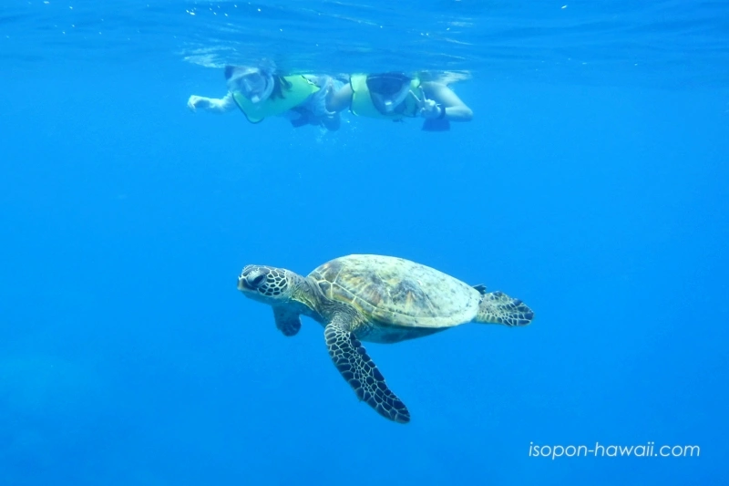 ハナウマ湾シュノーケルツアー 少しずつ近づいてくるウミガメ