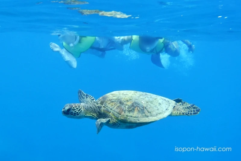 ハナウマ湾シュノーケルツアー ウミガメと一緒に泳いでいる写真
