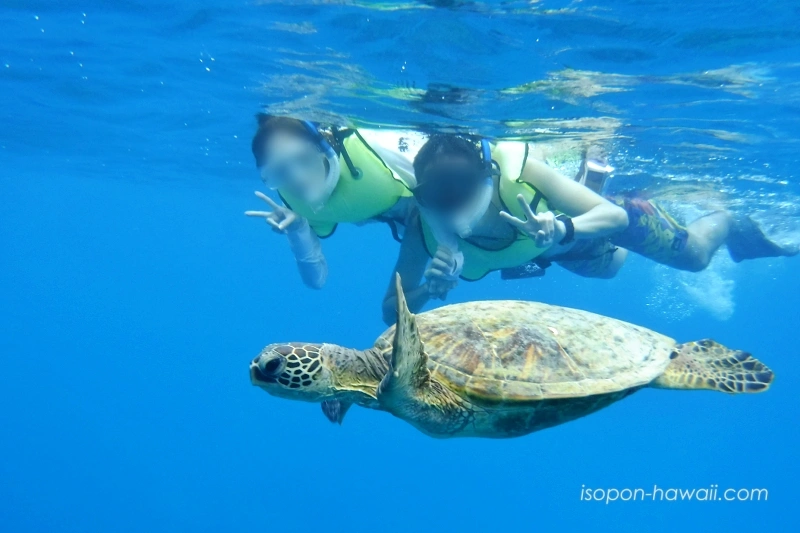 ハナウマ湾シュノーケルツアー ウミガメと一緒に泳いでいる写真