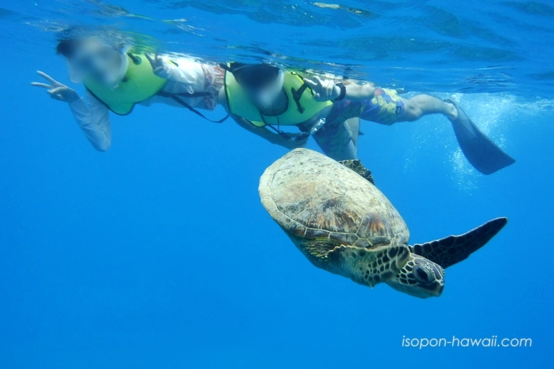 去っていくウミガメ