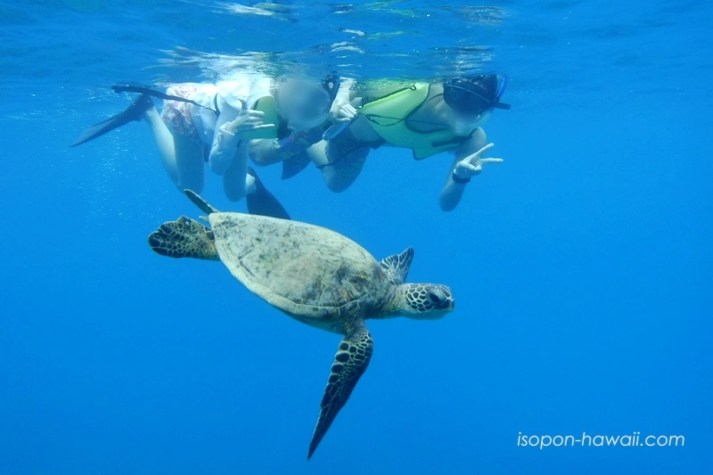 ハナウマ湾シュノーケルツアー ウミガメと一緒に泳いでいる写真
