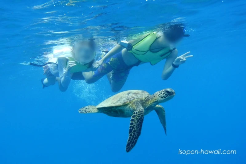 ハナウマ湾シュノーケルツアーでウミガメと泳ぐ