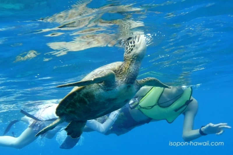ハナウマ湾シュノーケルツアー ウミガメと一緒に泳いでいる写真