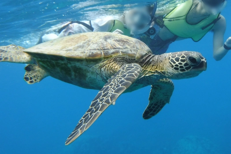 ハナウマ湾シュノーケルツアー ウミガメと一緒に泳いでいる写真