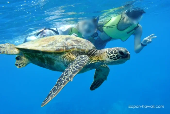 ウミガメと並んでシュノーケルしている