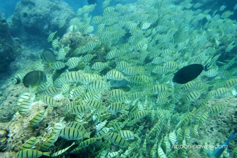 ハナウマ湾 魚群スポット