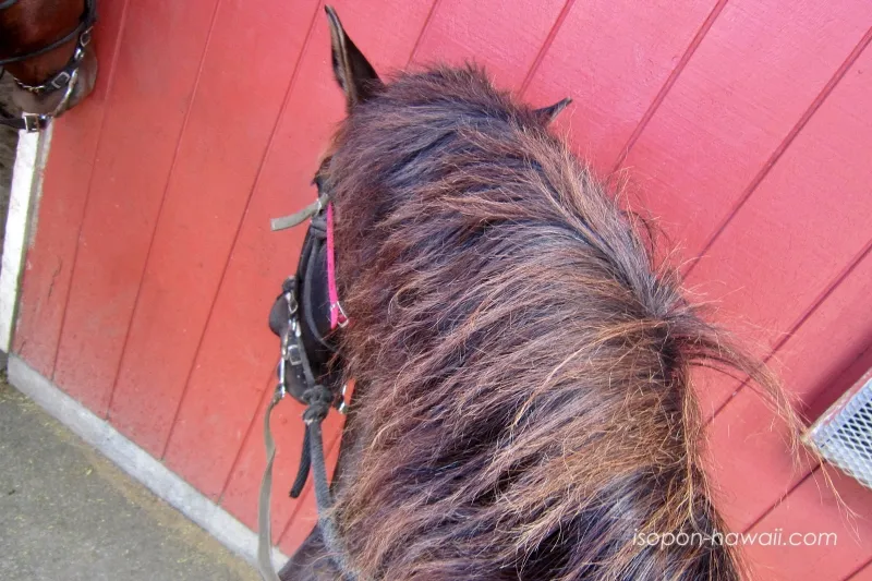 クアロアランチの乗馬体験でいそぽんが乗った馬