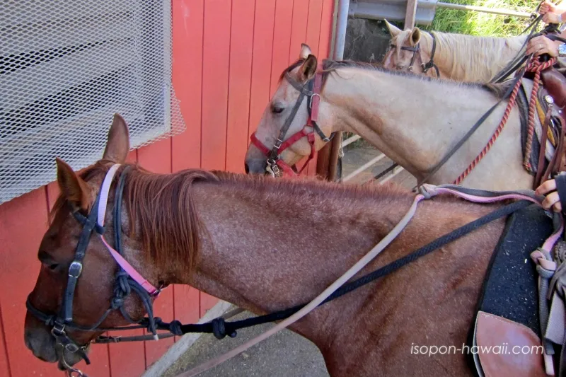 クアロアランチの乗馬スタート前